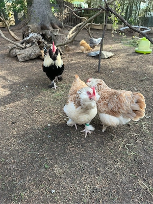 Stamm Zwerg Lachshühner