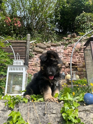 2 Deutsche Schäferhund-Welpen Langhaar