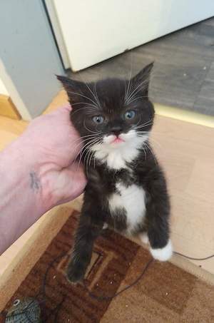  BKH Kitten in Schwarz-Weiß  Bild 3