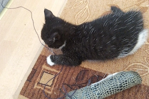  BKH Kitten in Schwarz-Weiß  Bild 2