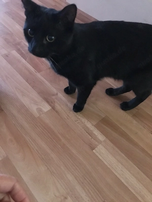 schwarzer Kater 1 Jahr alt