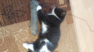  BKH Kitten in Schwarz-Weiß 