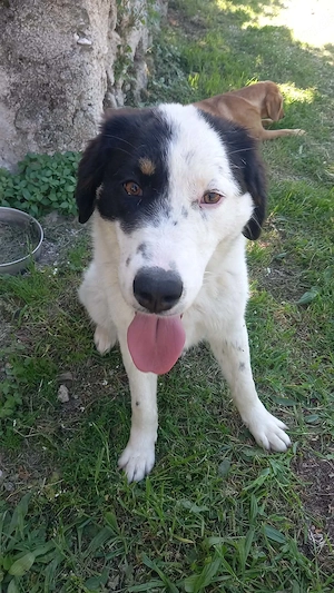 Junghündin Aika wartet in Griechenland