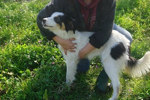 Junghündin Carla wartet in Griechenland