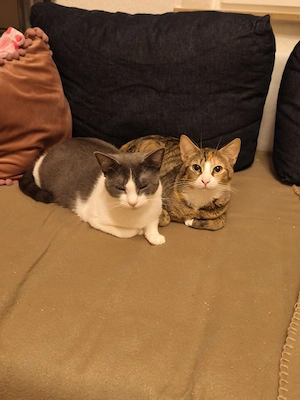 nala Sucht neues Zuhause 