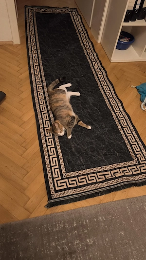 Verspielte Katze Sucht neues Zuhause 