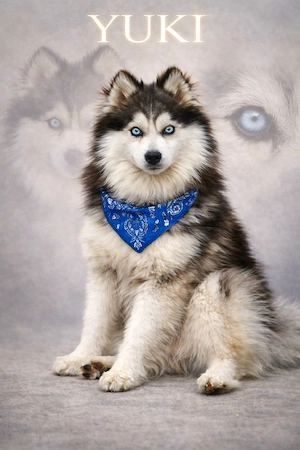 Pomsky Wolly Toy F3 DECKRÜDE 