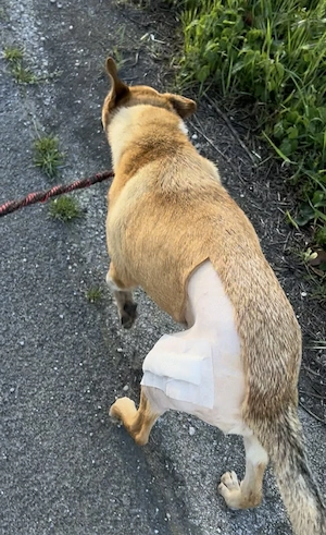 *FLIPER* - Der liebe und brave Rüde genießt die menschliche Nähe  Bild 3