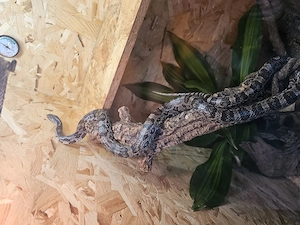 Kornnattern mit Terrarien abzugeben