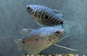 Aquarienfische, Fadenfische, Trichogaster 