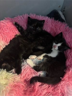 Zucker süsse Kitten