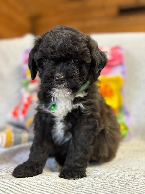 Gesunder Havapoorüde anzugeben 10 Wochen 