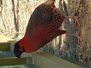 Satyrtragopan