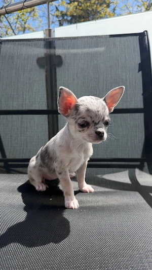 Traumhafte Chihuahua Welpen 
