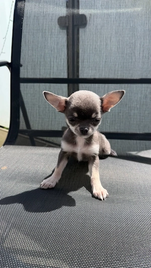 Traumhafte Chihuahua Welpen 