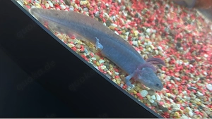 Axolotl NZ 