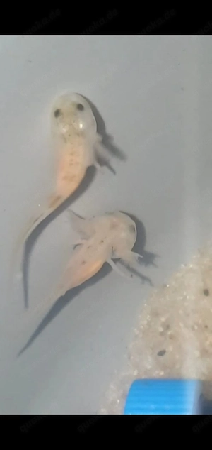 Axolotl Jungtiere 