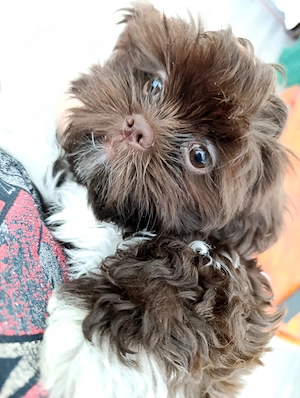 Bezaubernde Shih Tzu Welpen suchen ein neues Zuhause