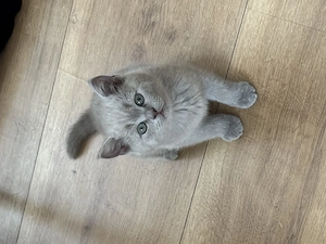 Britische kurze haare 