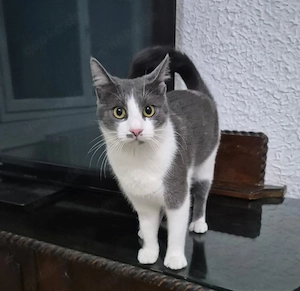 Mark Sanfter Kater sucht harmonische Familie 