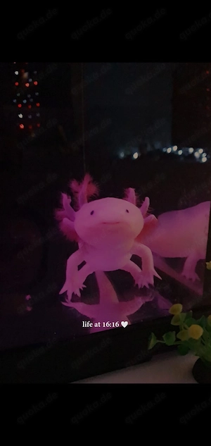 Axolotl Nachwuchs