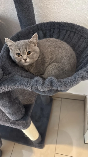 süßes junges BKH Kätzchen Kitten Katze abzugeben