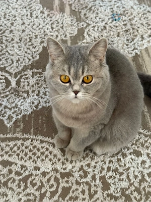 süßes junges BKH Kätzchen Kitten Katze abzugeben