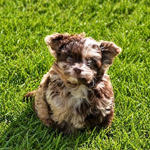 Pudel x Chihuahua Mischlings Welpen