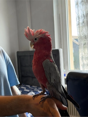 Rosa kakadu voll hanzahm und spricht viel