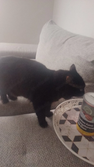 verkaufe siam BKH katze 