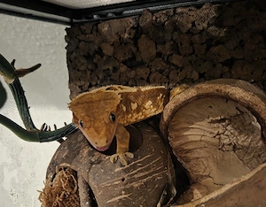 Kronengecko Männchen