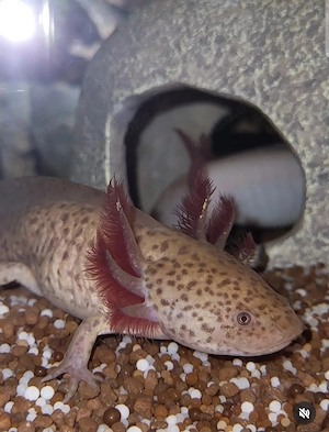 Copper Axolotl Weibchen 