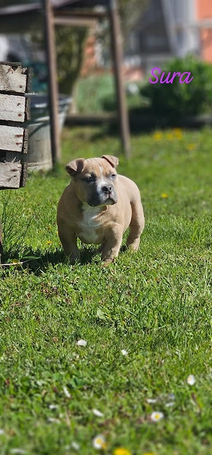 Erstklassige American Pocket Bully Welpen Abgabebereit 
