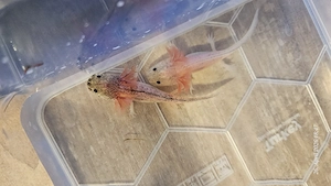 Harlekin Weißling Wildling Axolotl 