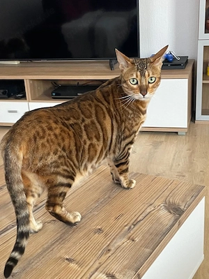 Bengalkatze bzw. Kater in guten Händen abzugeben 