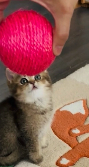 Reinrassige BKH kitten noch 1 Weibchen übrig! mit grünen Augen( Abholbereit)