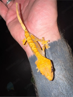 Kronengecko & Terrarium