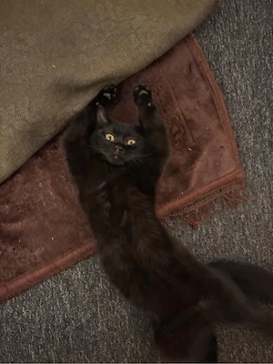 Süßer Kater sucht ein liebevolles Zuhause   