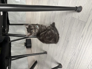 Main coon mix kitten 