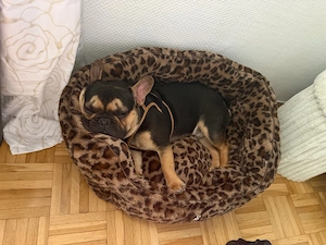 Französische Bulldogge