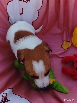 Jack Russell Terrier Rüden TRICOLOR mit CHIP Eu-PASS ab sofort Bild 3