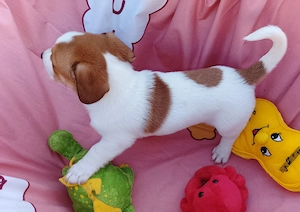 Jack Russell Terrier Rüden TRICOLOR mit CHIP Eu-PASS ab sofort Bild 2