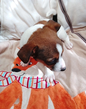 Jack Russell Terrier Rüden TRICOLOR mit CHIP Eu-PASS ab sofort Bild 6