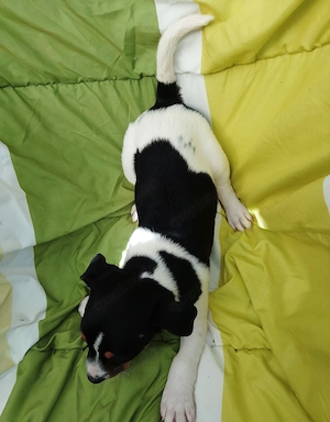 Jack Russell Terrier Rüden TRICOLOR mit CHIP Eu-PASS ab sofort Bild 5