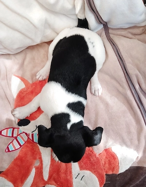 Jack Russell Terrier Rüden TRICOLOR mit CHIP Eu-PASS ab sofort Bild 4