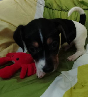Jack Russell Terrier Rüden TRICOLOR mit CHIP Eu-PASS ab sofort Bild 8