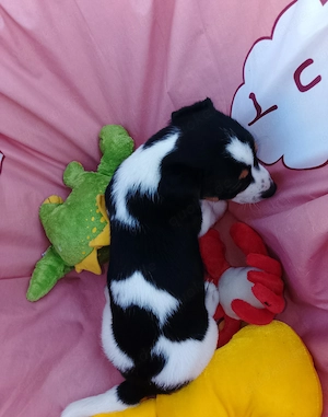 Jack Russell Terrier Rüden TRICOLOR mit CHIP Eu-PASS ab sofort Bild 10