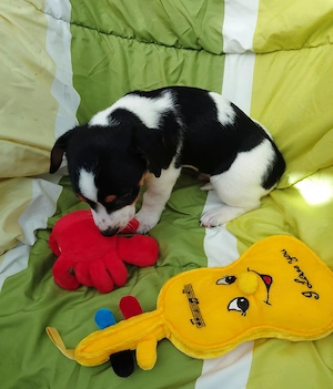 Jack Russell Terrier Rüden TRICOLOR mit CHIP Eu-PASS ab sofort Bild 9
