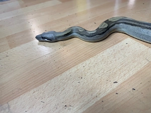 Boa Constrictor Imperator Motley Anery
