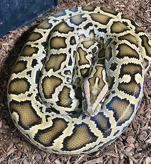  Halbzwerg Tigerpython   Classic 100% het Green , 0.1 von Juni 24